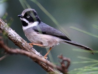 Adult (Gray-crowned) - Myles McNally - ML207769041