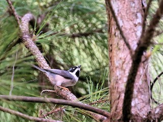 Adult (Gray-crowned) - Stan Lilley - ML207769081