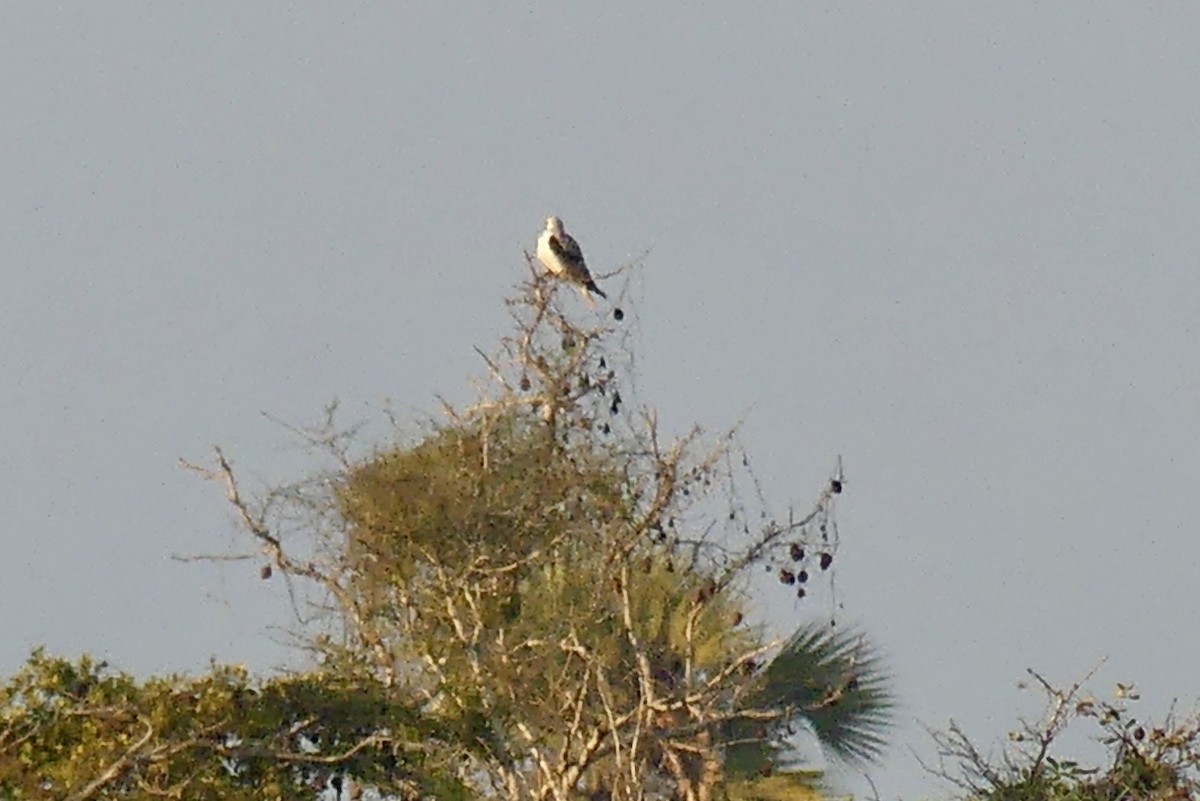 White-tailed Kite - ML207769161