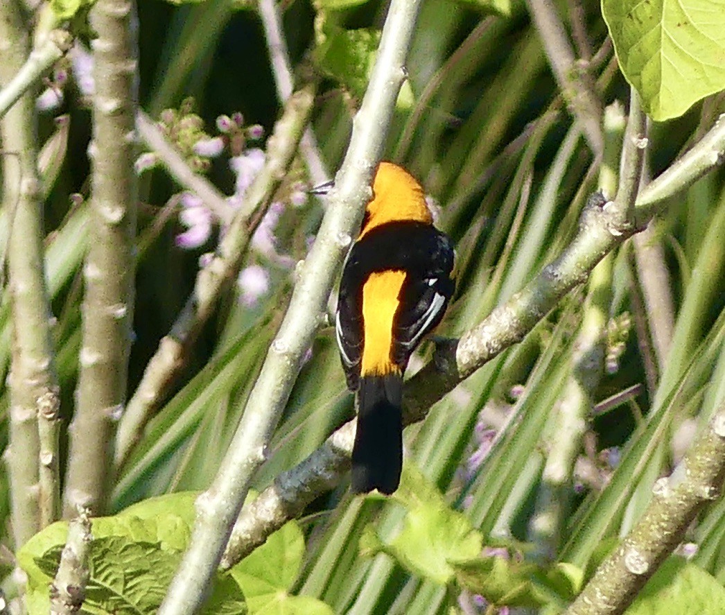 Spot-breasted Oriole - ML207769651