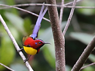 Adult male (Purple-rumped) - Myles McNally - ML207771001