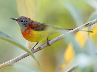 Mâle immature (Scarlet-breasted) - Ayuwat Jearwattanakanok - ML207771011