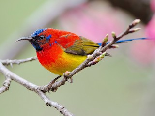Mrs. Gould's Sunbird - eBird