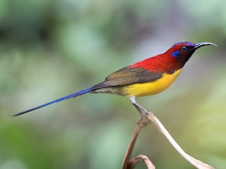 Adult male (Yellow-breasted) - Prashant Tewari - ML207771041