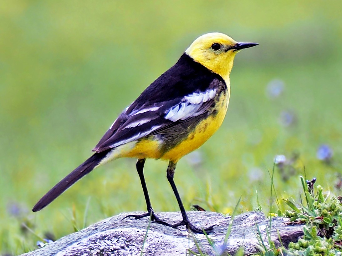 Citrine Wagtail - Andrew Spencer