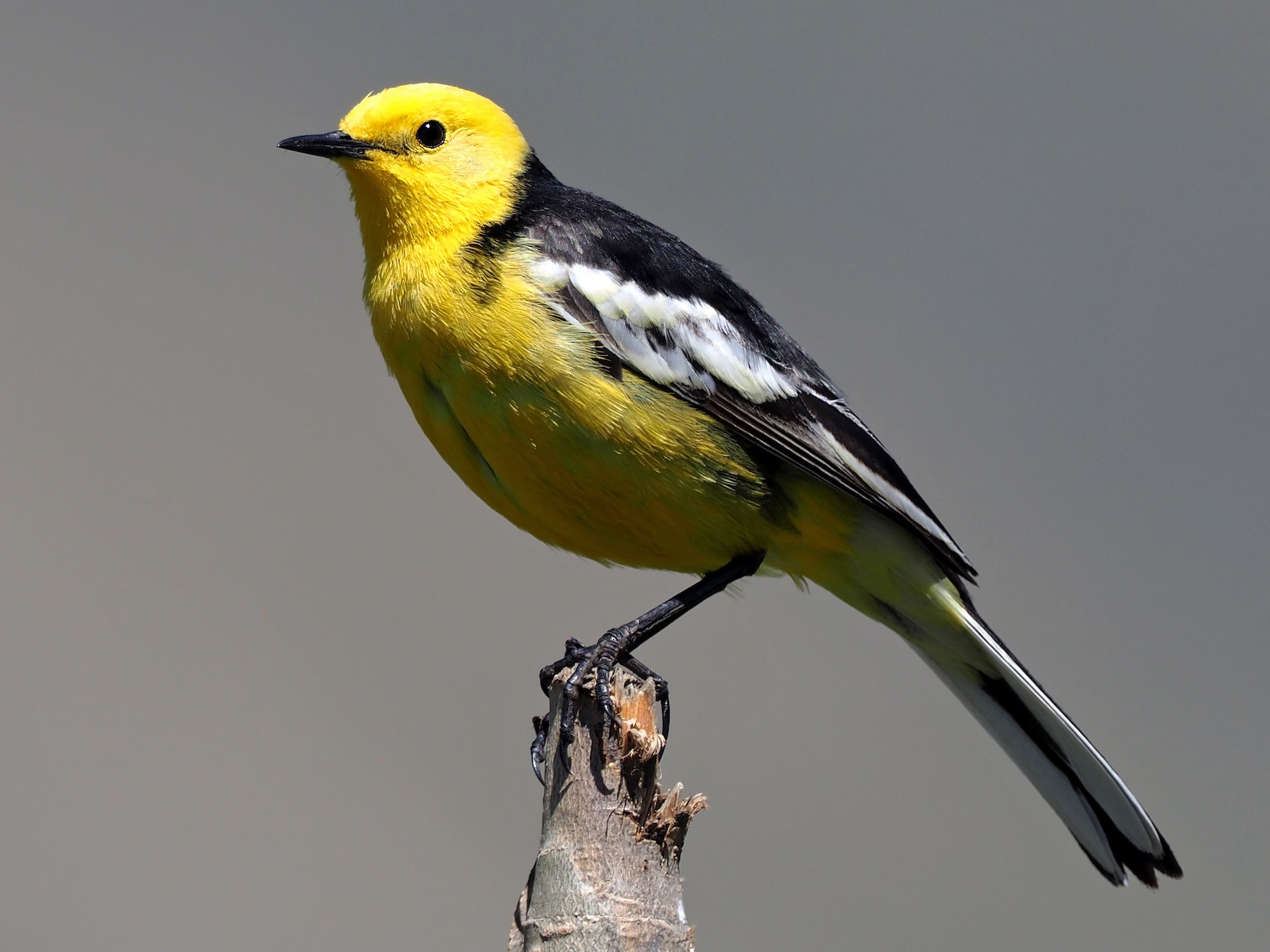Citrine Wagtail - Andrew Spencer