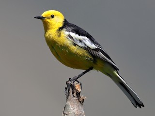 繁殖期雄鳥 (Black-backed) - Andrew Spencer - ML207771351