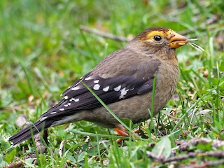  - Spectacled Finch