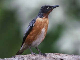  - Spot-winged Starling