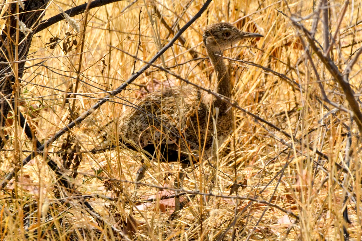 Red-crested Bustard - ML207773061