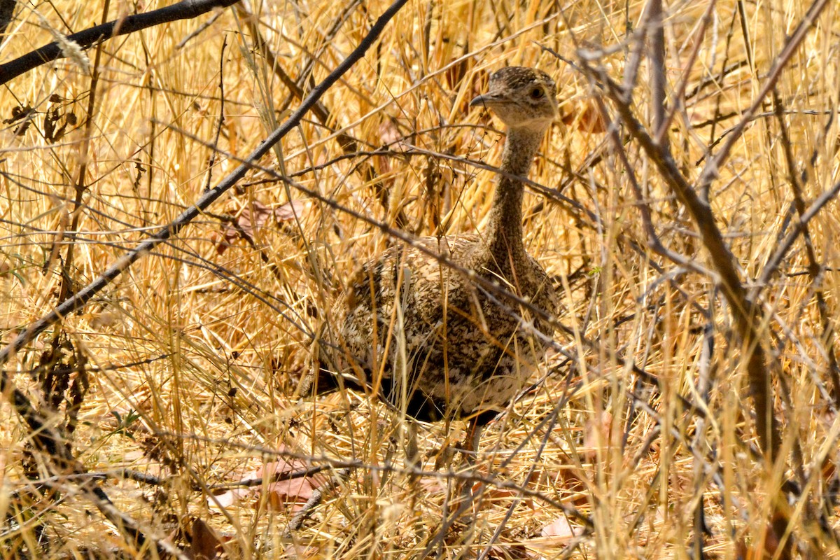 Red-crested Bustard - ML207773091