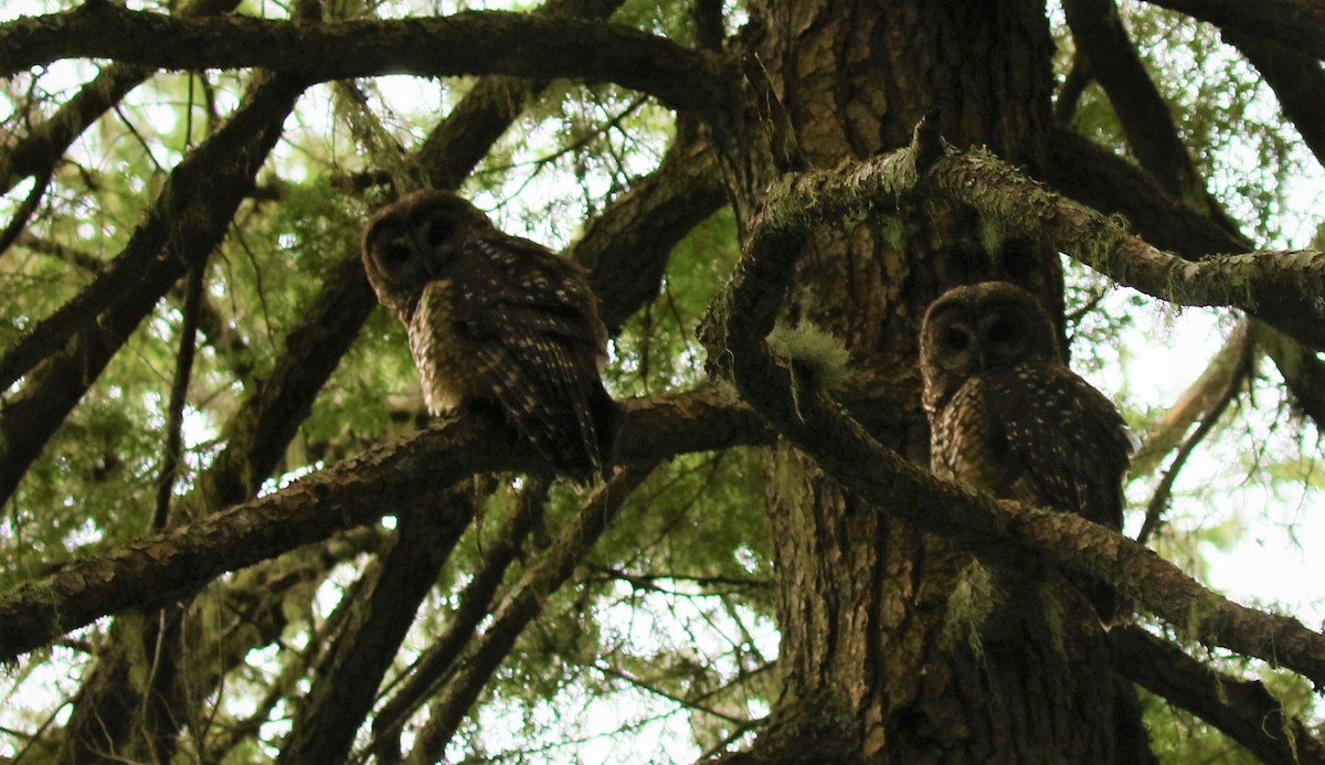 Spotted Owl - ML207773121