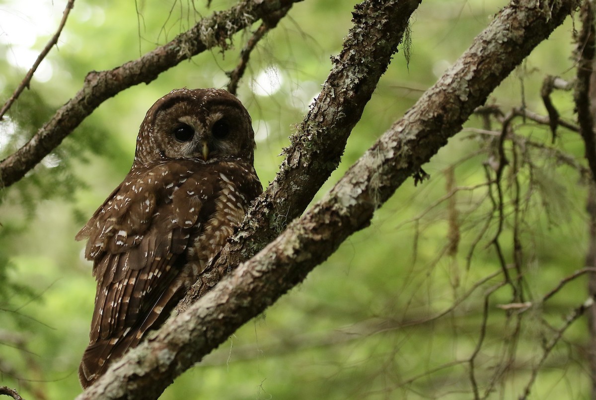 Spotted Owl - ML207773131