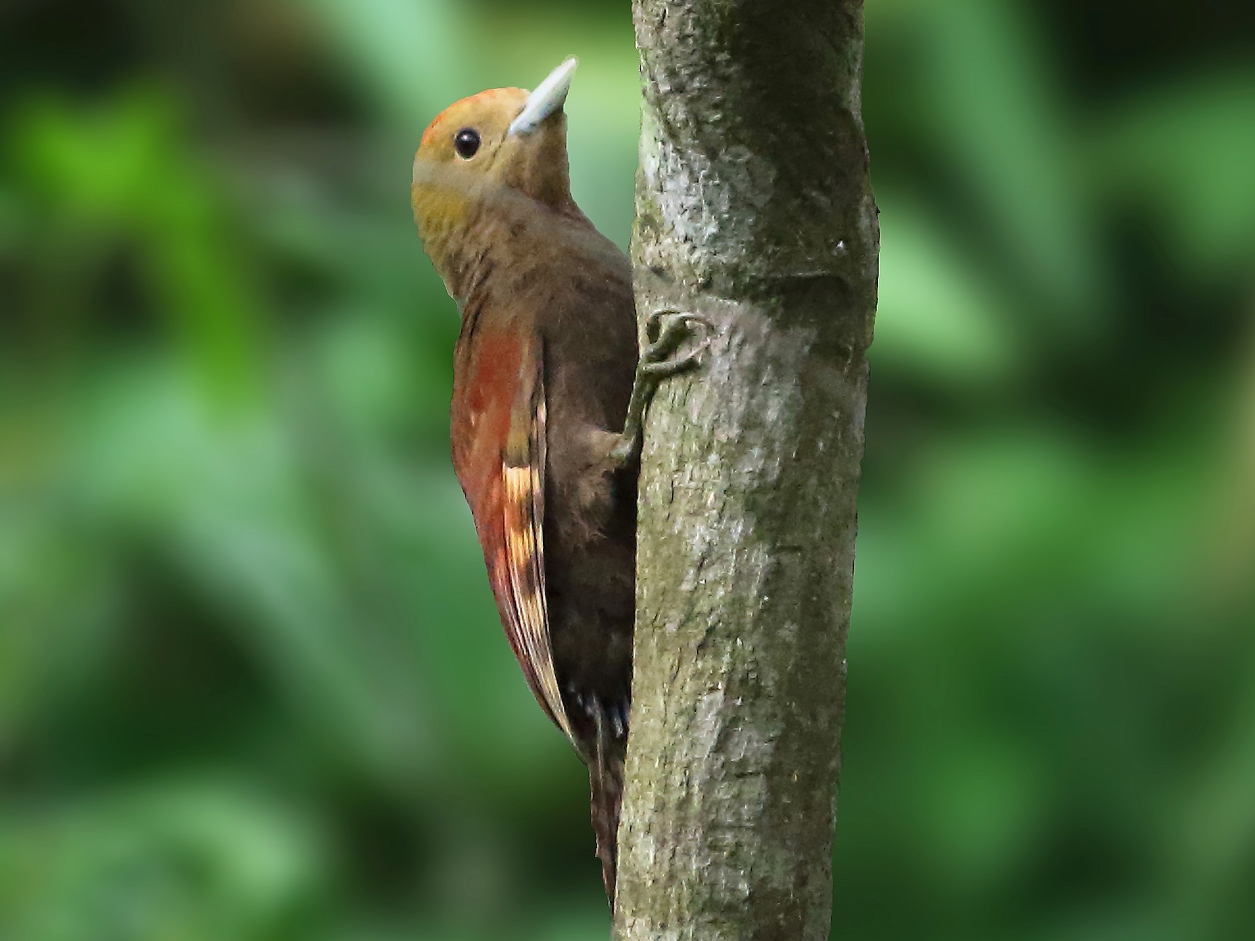 Pale-headed Woodpecker - Amitava Ganguly