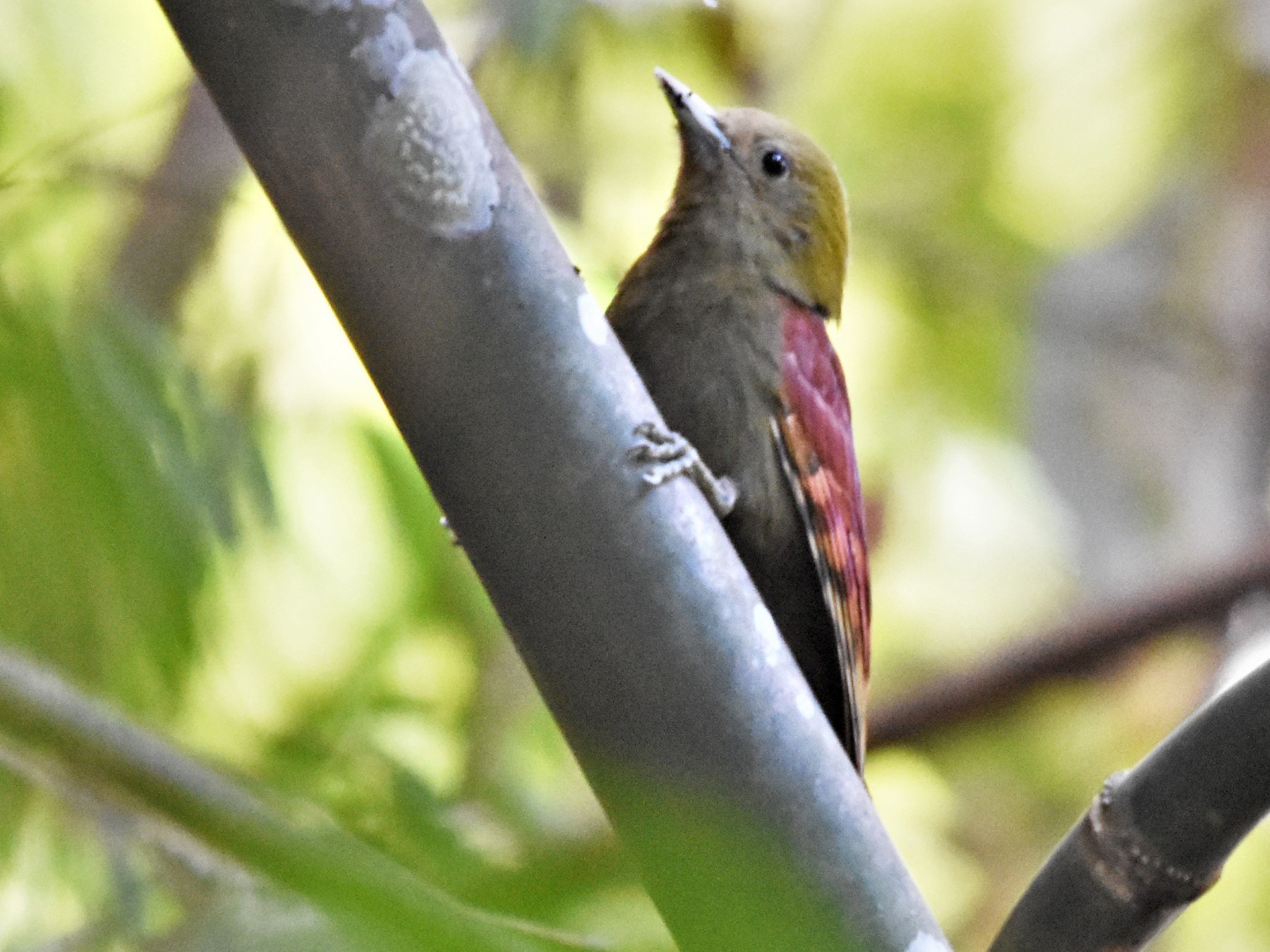 Pale-headed Woodpecker - Steve Bale