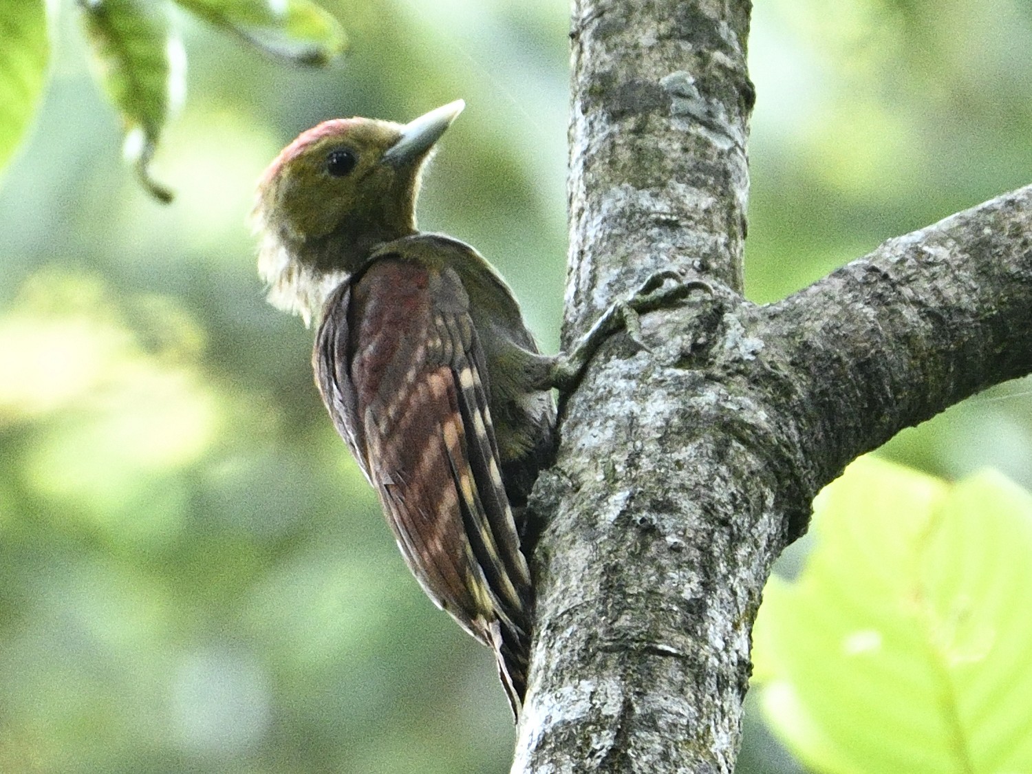 Pale-headed Woodpecker - amitabha mazumder