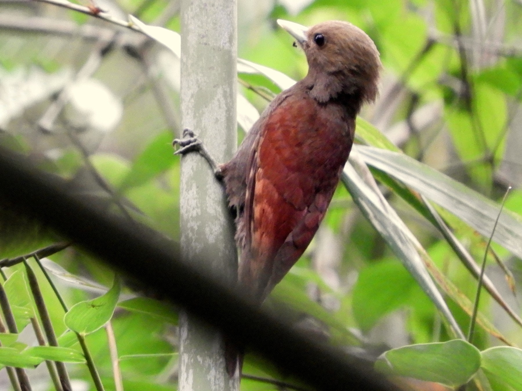 Pale-headed Woodpecker - Salma Sultana