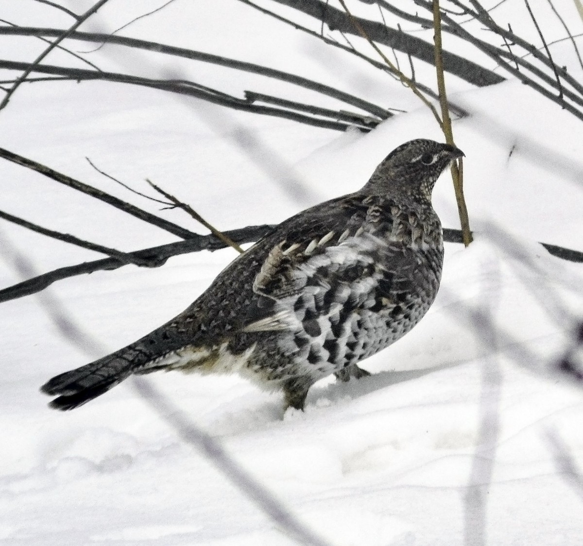 eBird Checklist - 25 Jan 2020 - Sax-Zim Bog--Friends of Sax-Zim Bog ...