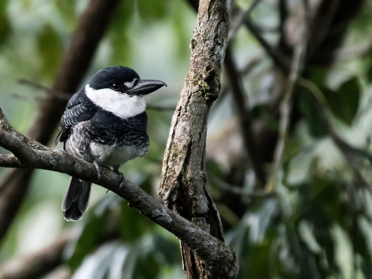 Guianan Puffbird - Nick Athanas