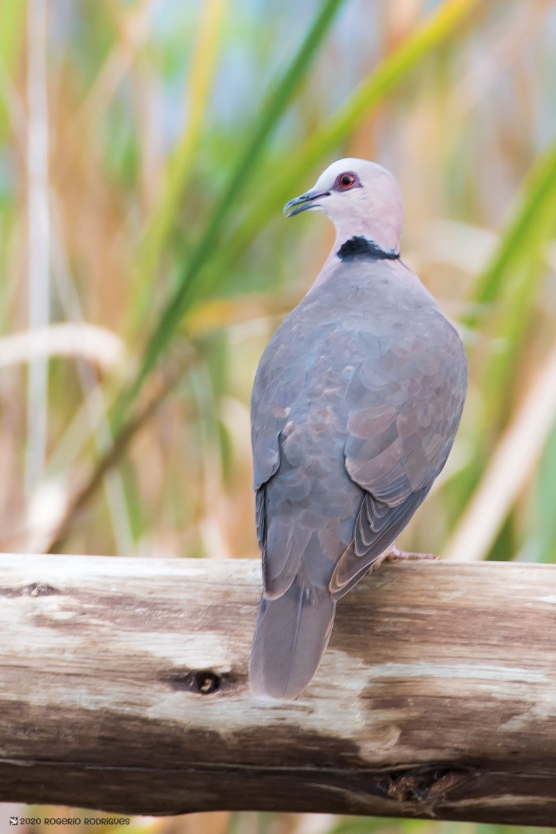 Red-eyed Dove - Rogério Rodrigues