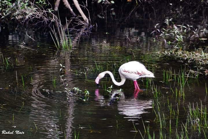 Greater Flamingo - Rahul Nair