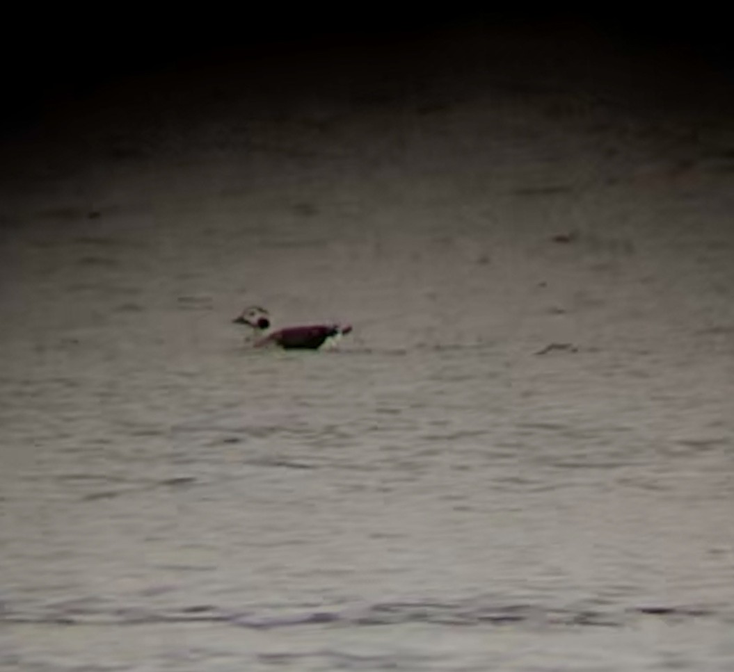 Long-tailed Duck - ML207781551
