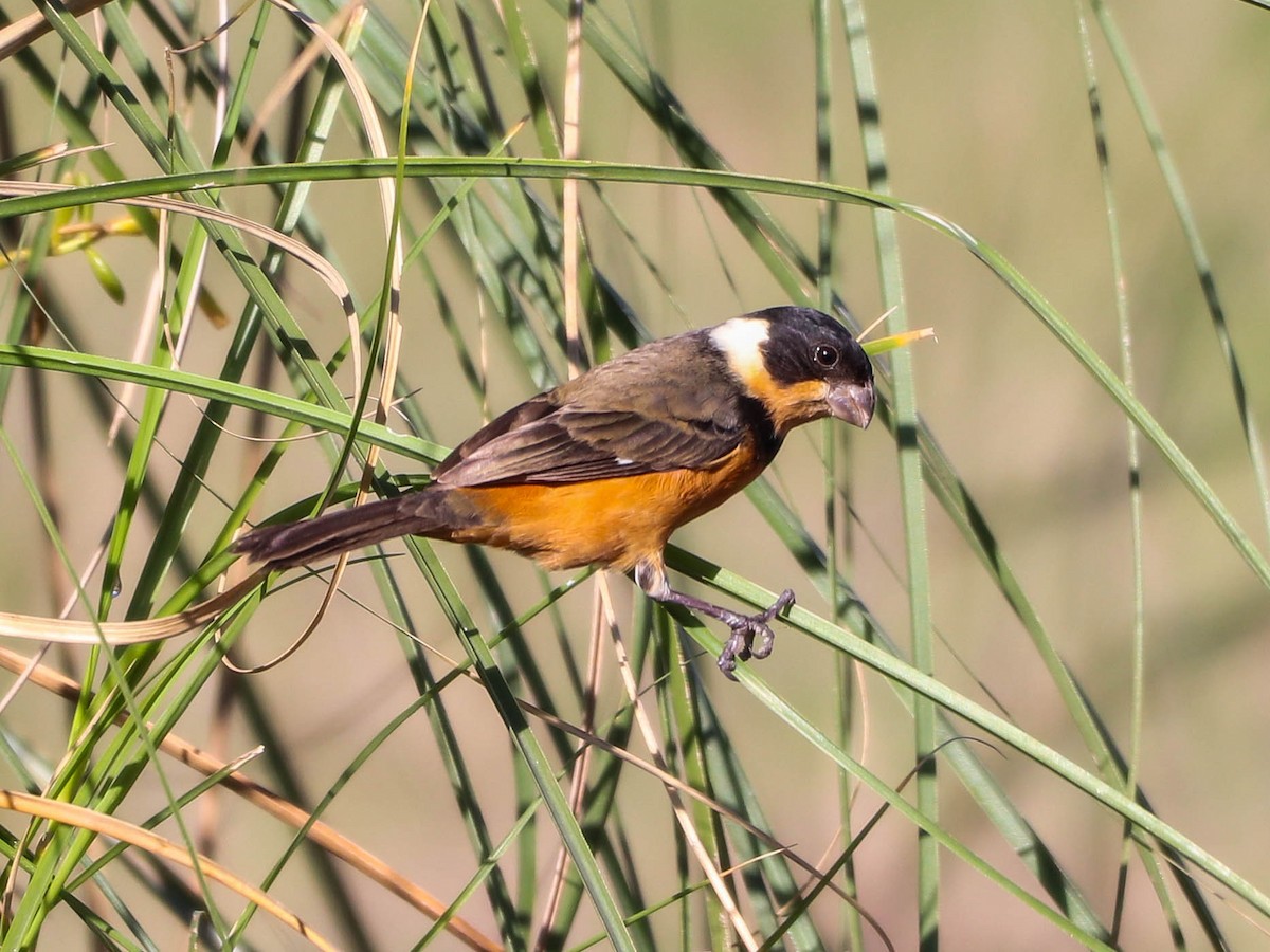 Cinnamon-rumped Seedeater - Sporophila torqueola - Birds of the World