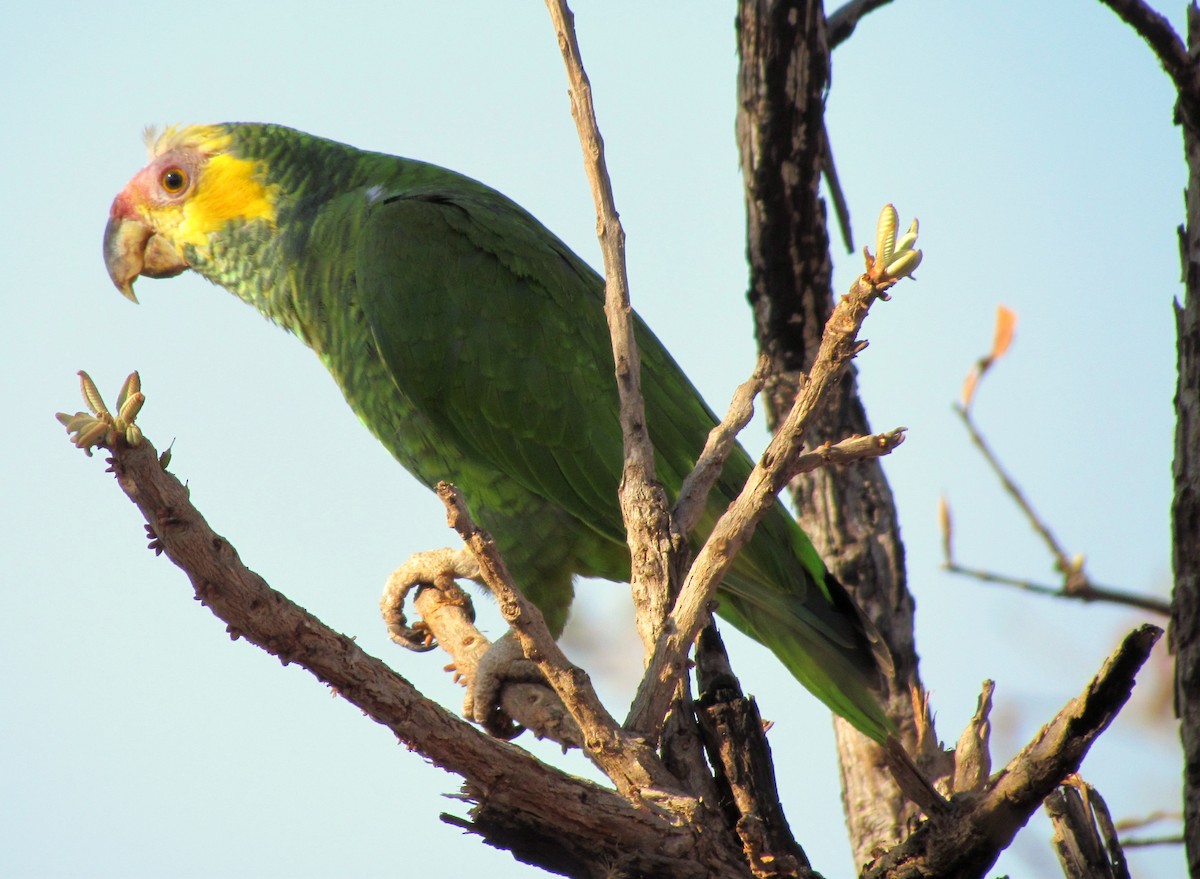 Yellow-faced Parrot - ML207785161