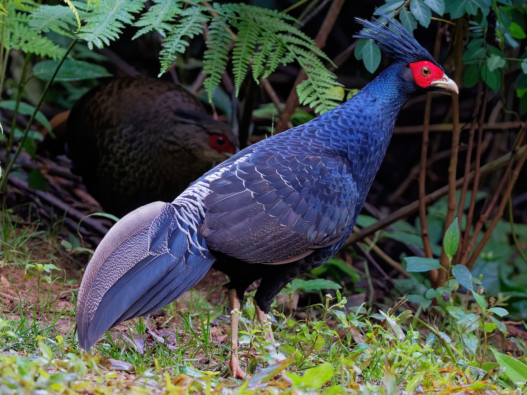 Kalij Pheasant - Vincent Wang