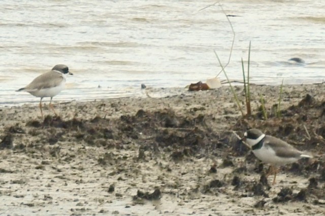Semipalmated Plover - ML207785761