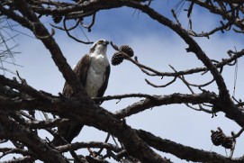 Osprey - barbara segal
