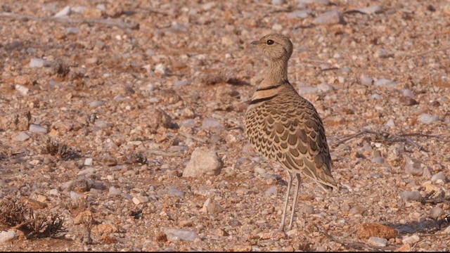 Double-banded Courser - ML207786671