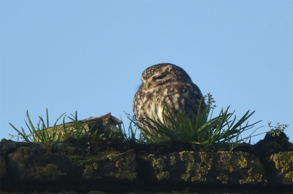 Little Owl - Klaas Heeres