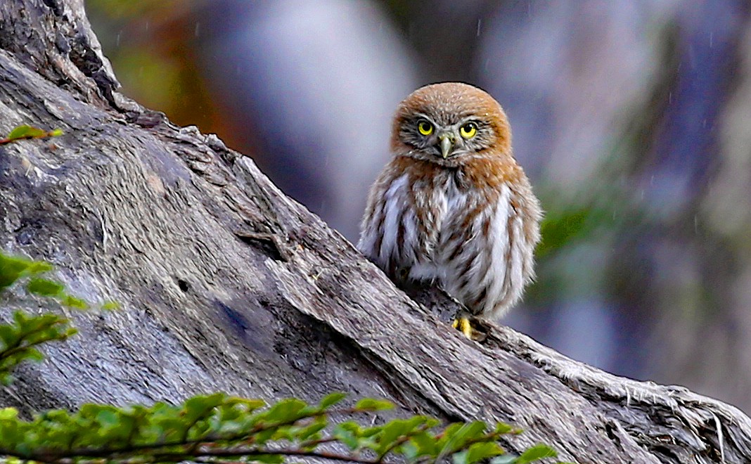 Austral Pygmy-Owl - ML207787331