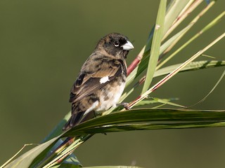  - Black-and-white Seedeater
