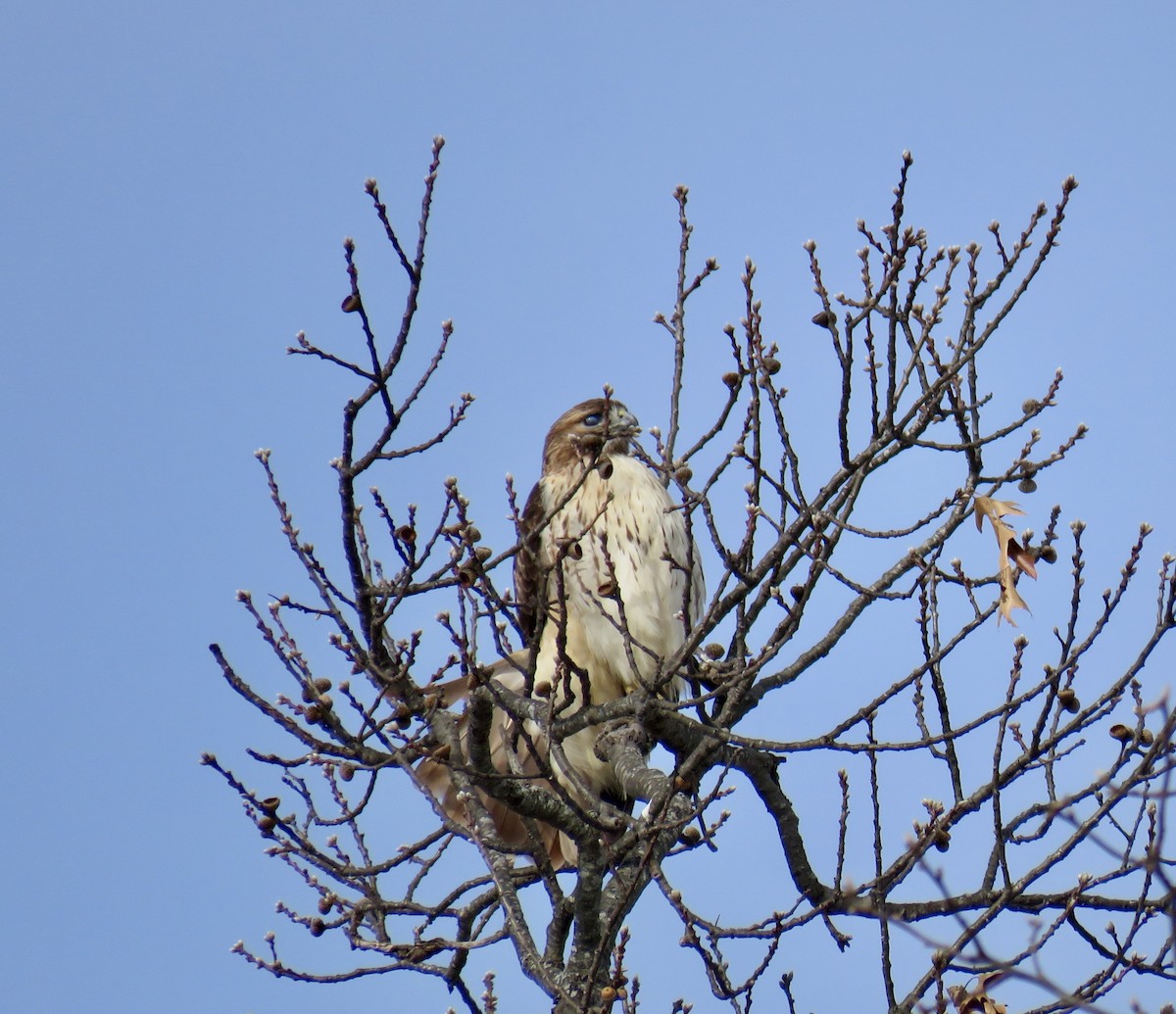 Red-tailed Hawk - ML207788371