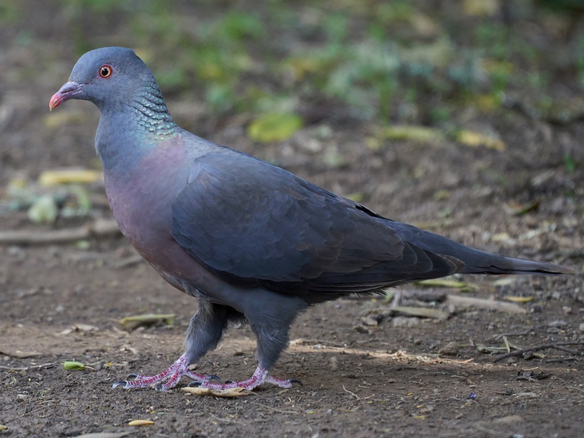 Bolle's Pigeon Columba bollii Birds of the World