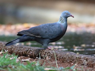  - Trocaz Pigeon