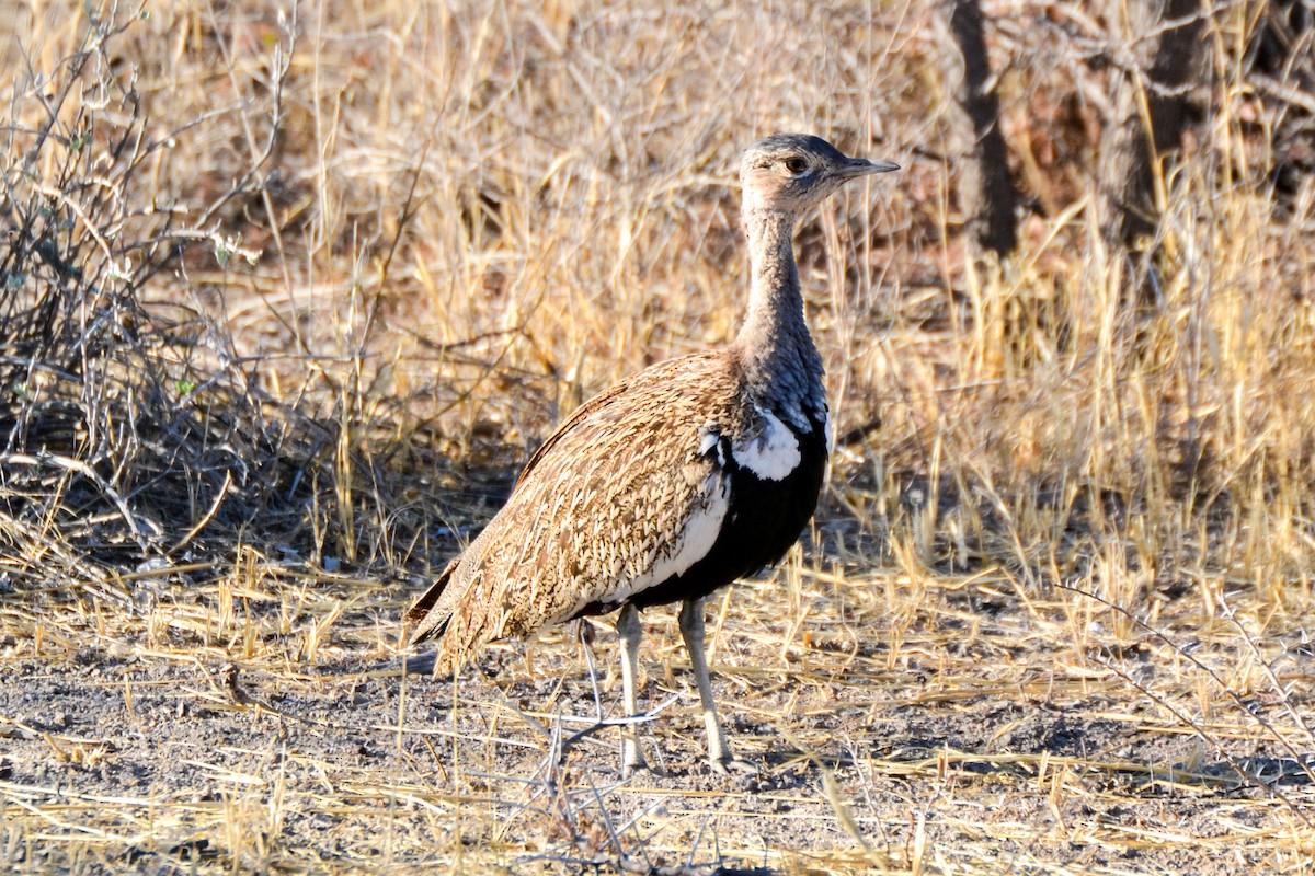 Red-crested Bustard - ML207790521