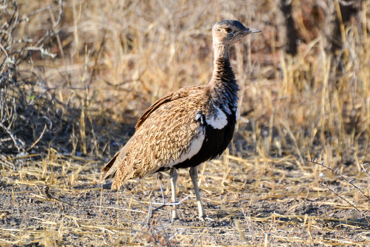 Red-crested Bustard - ML207790671