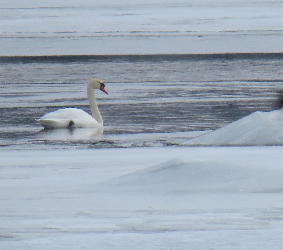 Wisconsin eBird Checklist 7 Feb 2020 White Lake Weyauwega Wi 2