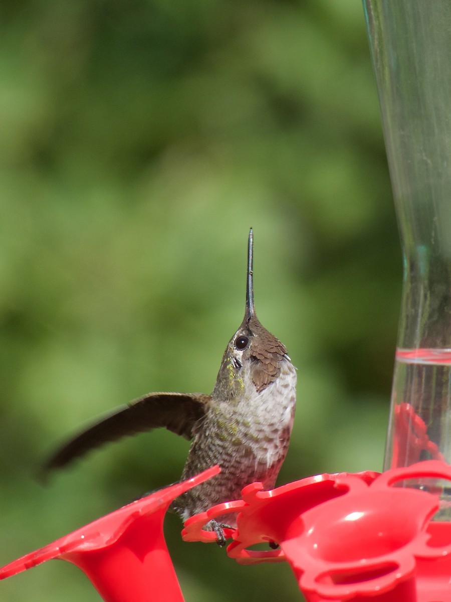 Anna's Hummingbird - ML20779211