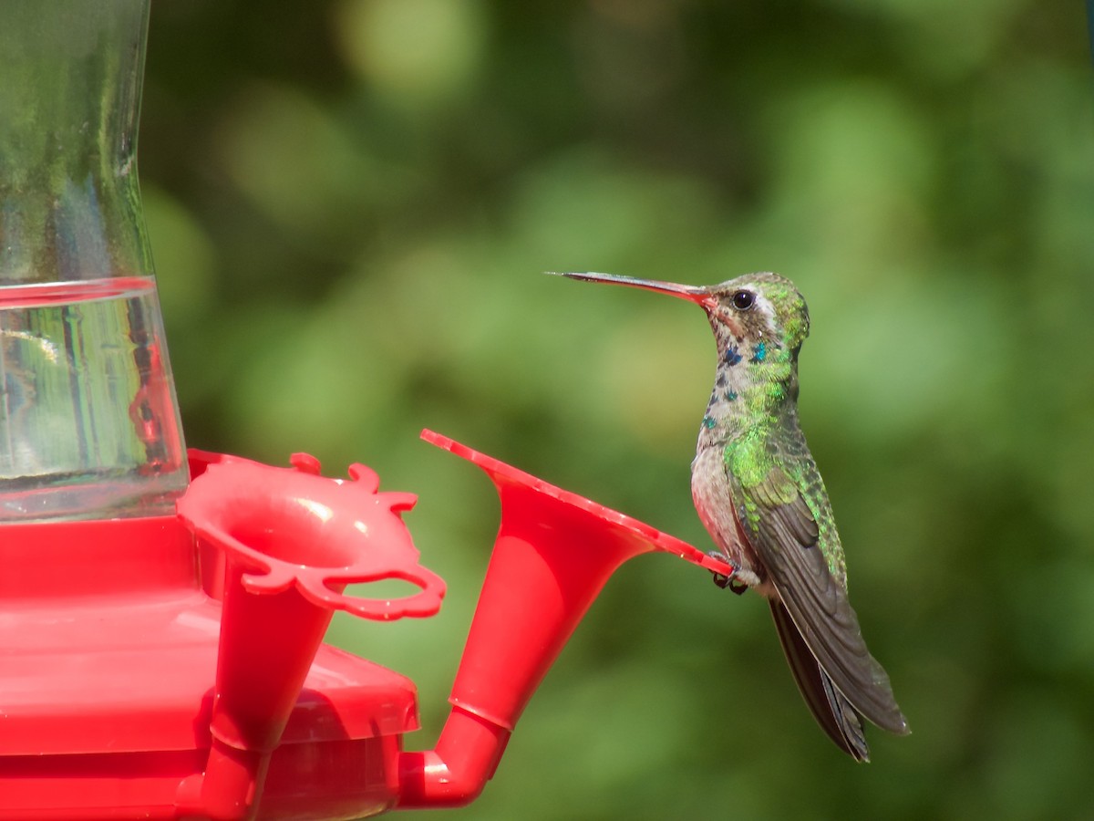 Broad-billed Hummingbird - Danny Tipton