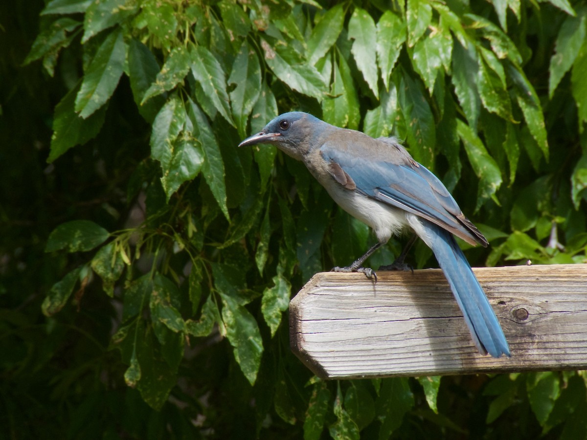 Mexican Jay - ML20779351