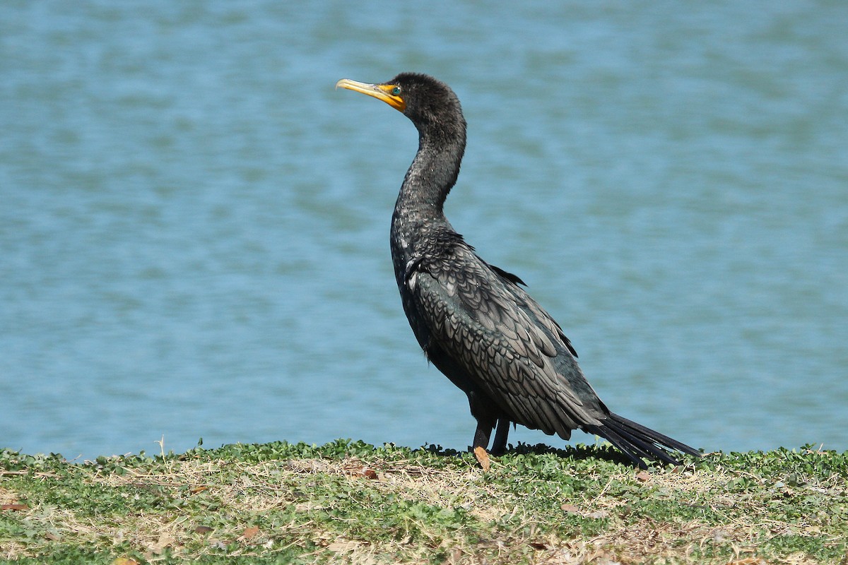 Double-crested Cormorant - Allee Forsberg