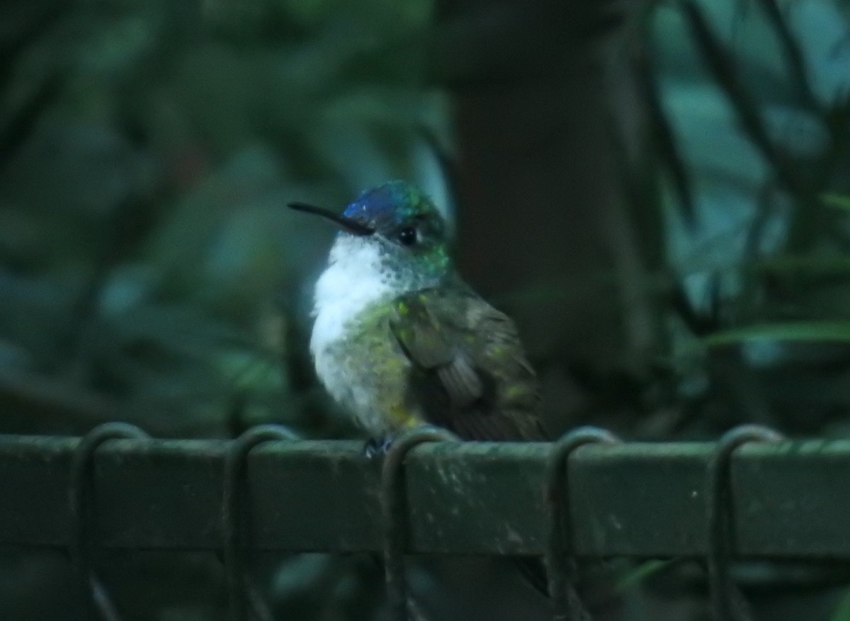 Azure-crowned Hummingbird - Heidi Pasch de Viteri