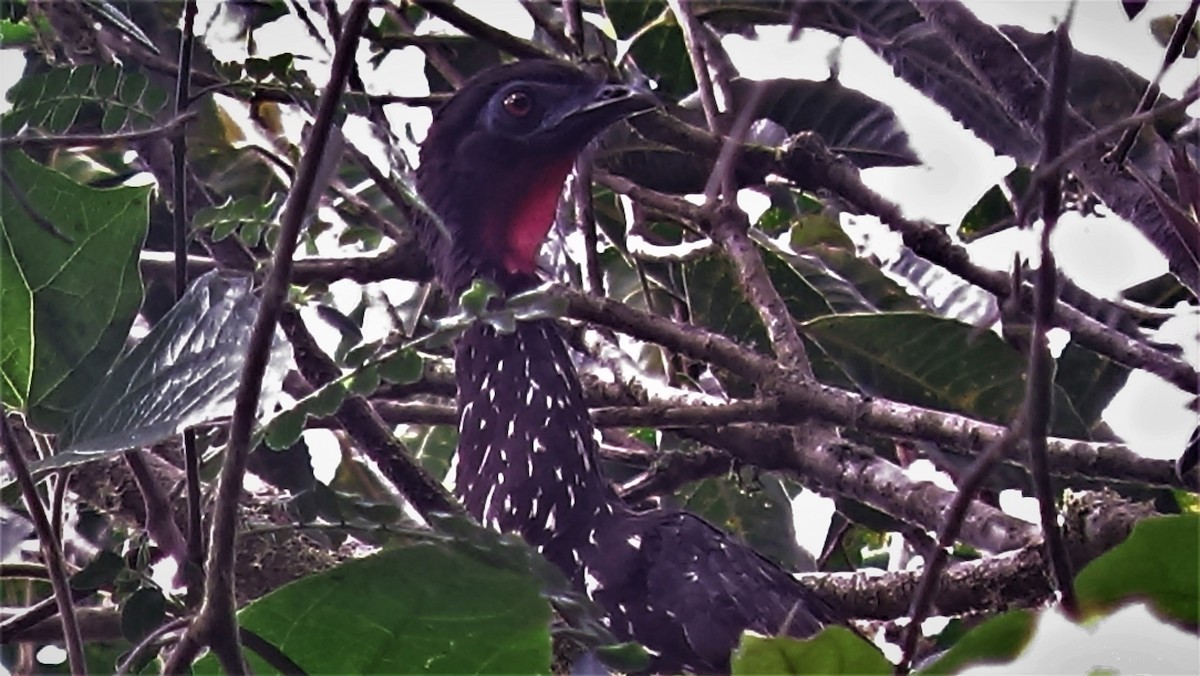 Crested Guan - ML207801471