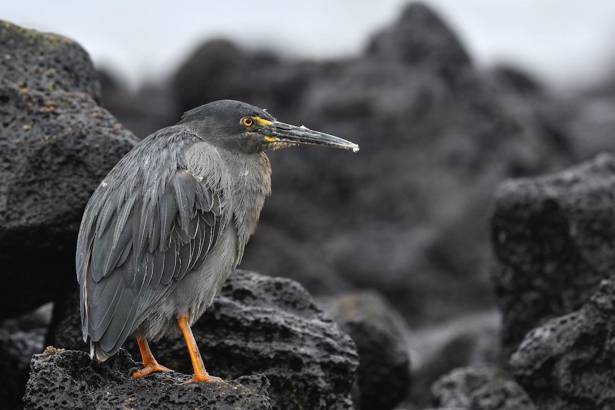 Striated Heron (Galapagos) - David M. Bell