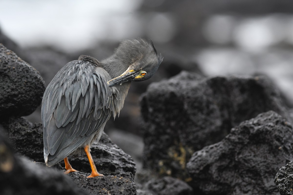 Striated Heron (Galapagos) - David M. Bell
