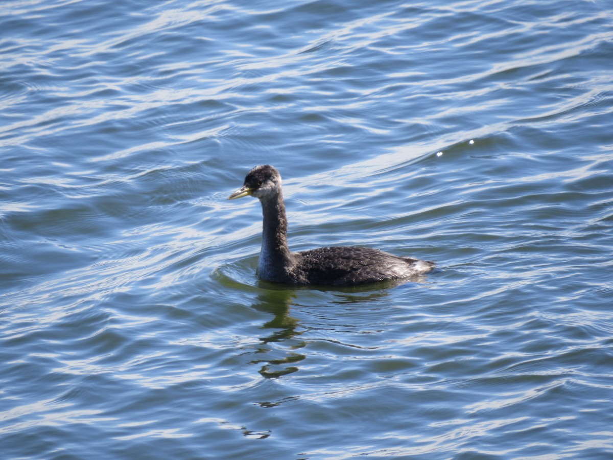 Red-necked Grebe - ML207804971